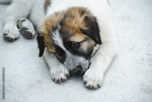 Photography Sad Moscow Watchdog puppy laying on the ground