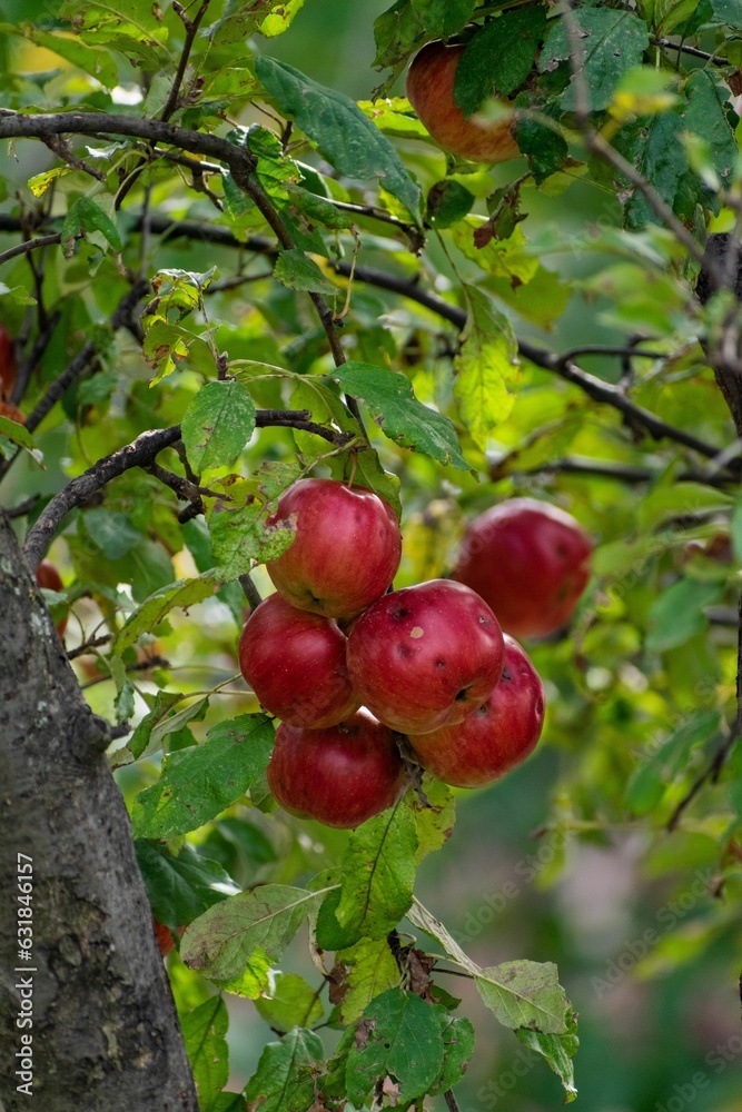 Fototapeta premium Vertical shot of the ripe apples on the tree