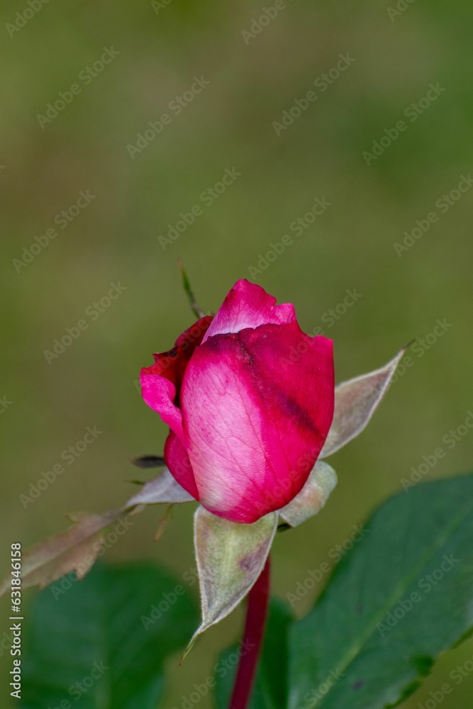 Vertical closeup of a blossoming pink rose
