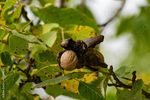 Closeup of a common walnut on the green tree branch