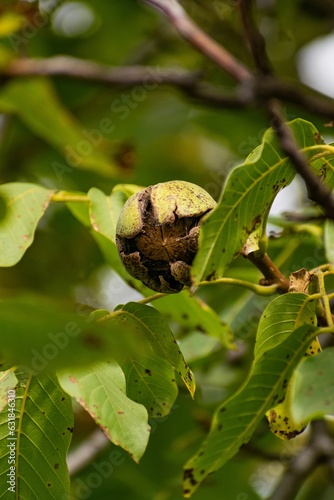 Vertical closeup shot of a common walnut on the tree