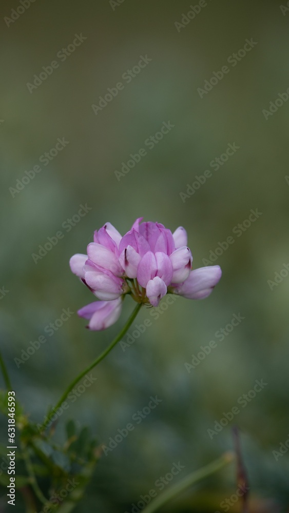 Hare clover (Vyazel, Securigera varia, Coronilla varia) on a lush green background Hare clover (Vyazel, Securigera varia, Coronilla varia) on a lush green background