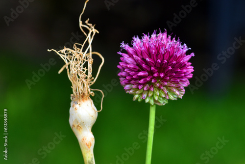 Detail of the inflorescence...
