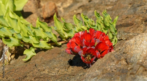 Vibrant small red bomarea ovallei flower growing on a rocky terrain photo