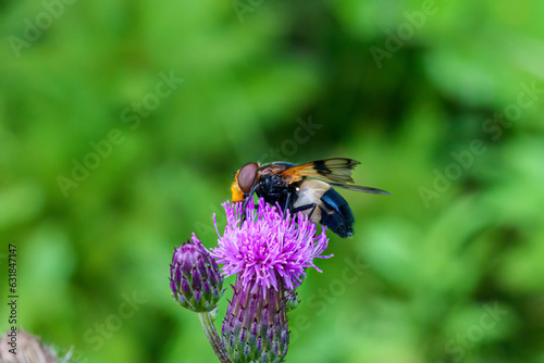 A macro shot of a female hoverfly Volucella pellucens seen nectaring on a thistle flower in late summer