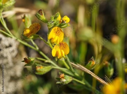 Closeup of adesmia flowers growing in a meadow on a sunny day photo