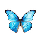 transparent backround , Color Morpho butterfly.