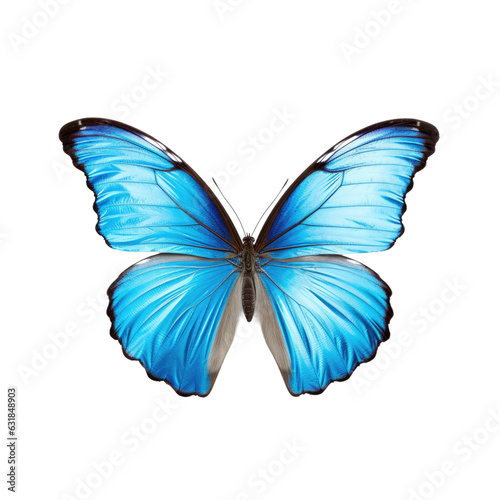 transparent backround , Color Morpho butterfly. © AkuAku
