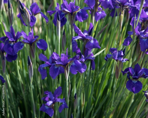 Closeup shot of blooming purple iris flowers on a field
