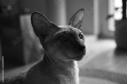 Foto peterbald close - up