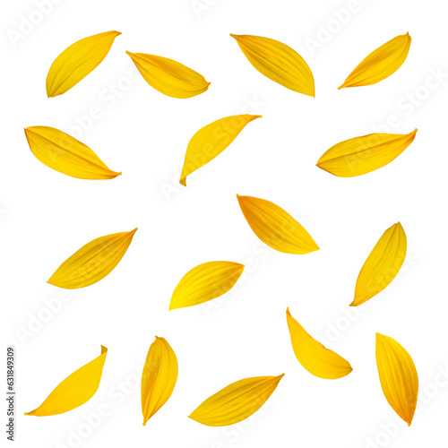 Sunflower petals on a white background. Background