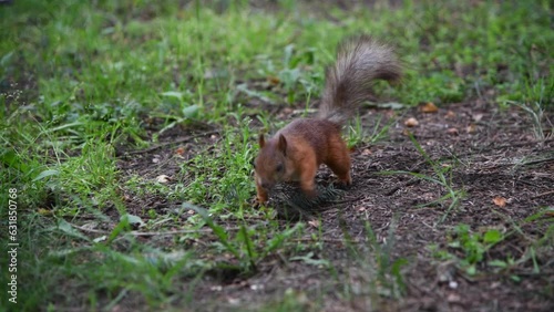 Close-up side view of Wild Eurasian red squirrel (Sciurus vulgaris) in summer coat foraging fo food on ground inforest. Real time handheld video. Soft focus. Animal behavior theme.