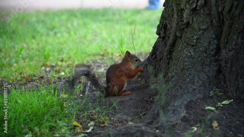 Side view of Wild Eurasian red squirrel (Sciurus vulgaris) in summer coat eats nut on ground next to tree. Real time handheld video. Soft focus. Animal behavior theme.