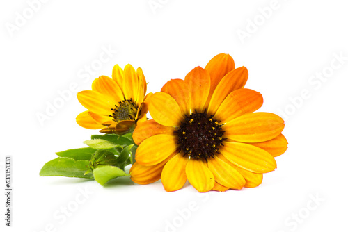 calendula flowers isolated on white