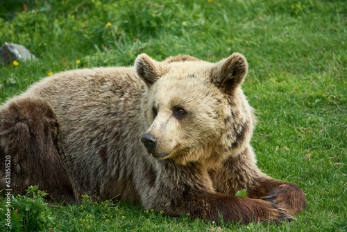 Brown bear in its natural habitat, a bear sanctuary in Arosa, Switzerland