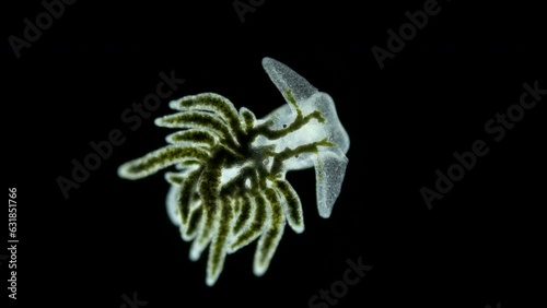 sea slug Placida dendritica under a microscope, superorder Sacoglossa, Mollusca phylum, family Limapontiidae. Live by ingesting cellular contents of algae. White Sea.