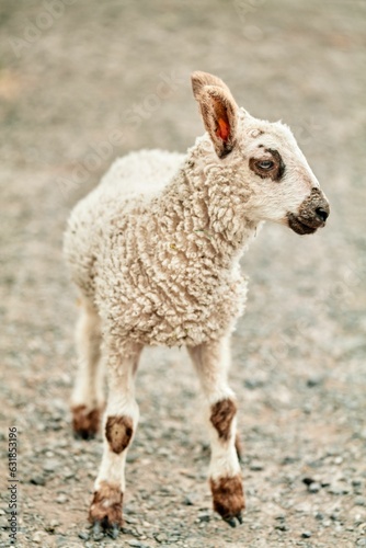 Vertical shot of a lamb in a field under the sunlight with a blurry background