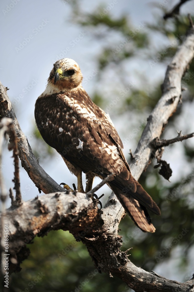 photography of a bird on tree photography of a bird on tree