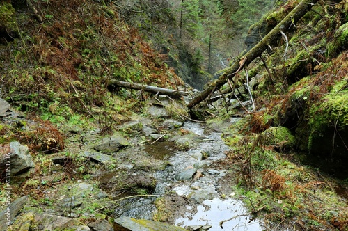 a stream flows through an open green forest filled with boulders and trees