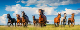 Group of young horses on the pasture againt blue sky