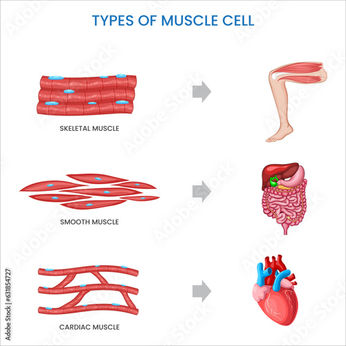Types of muscle cells include skeletal, smooth, and cardiac muscles, each specialized for different functions in the body's movement and organ control.