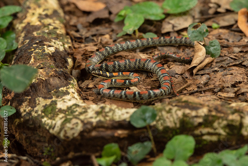 Twin-barred tree snake in national park Thailand photo