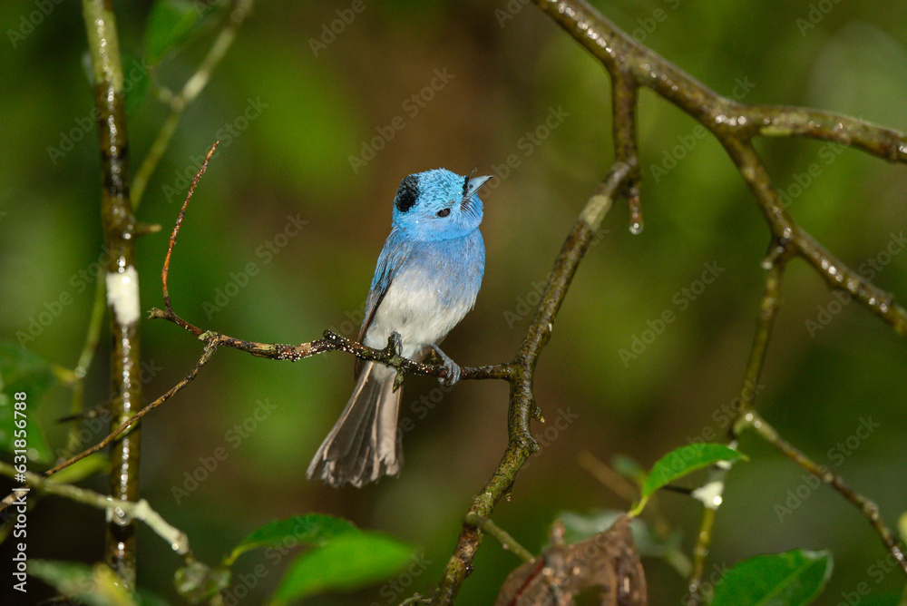 Black-naped Monarch in the rain forest in Thailand Black-naped Monarch in the rain forest in Thailand