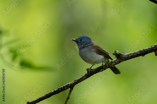 Black-naped Monarch in the rain forest in Thailand