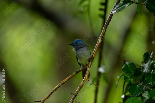 Black-naped Monarch in the rain forest in Thailand photo