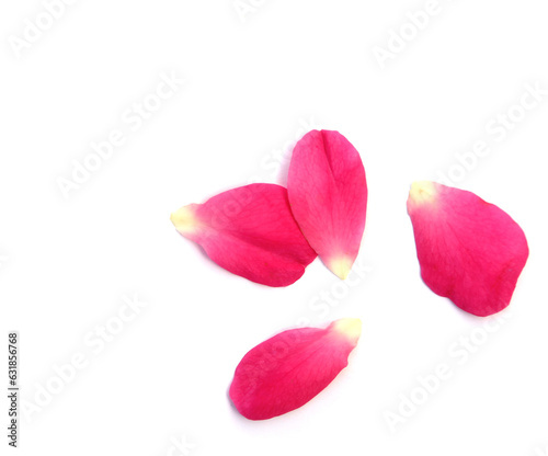 Pink rose petal on white