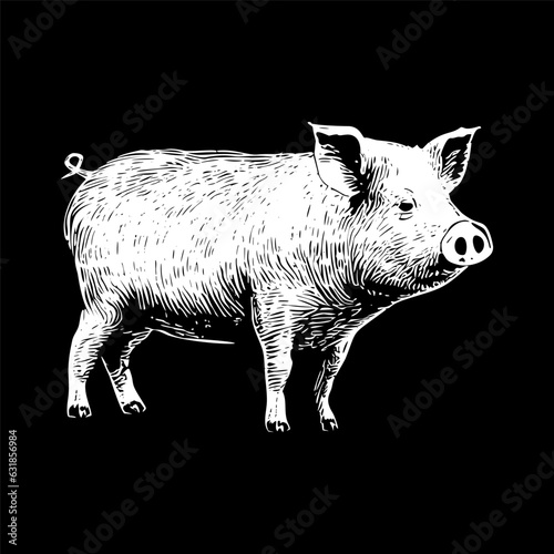 Pig Sketch Illustration 
