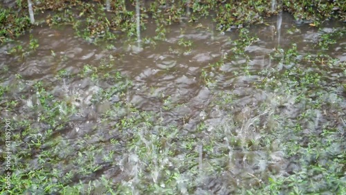 Rainwater drops fall to the ground in heavy rain. Rainy season