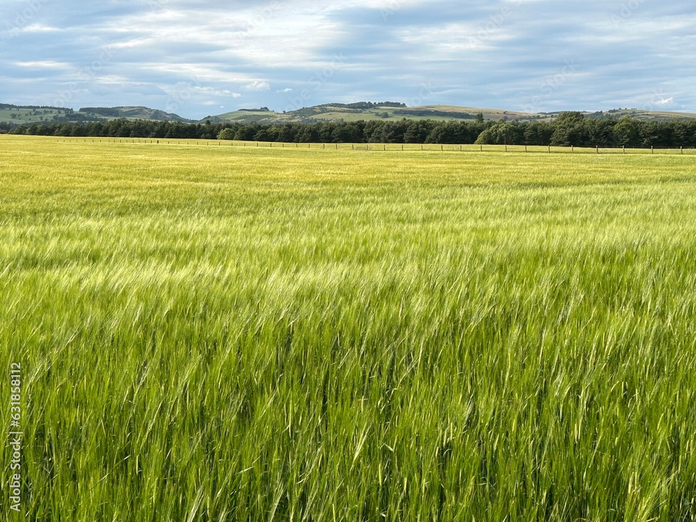 View of barley field in the wind in Scotland, UK
