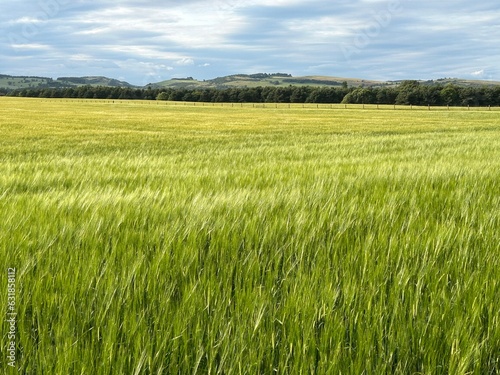View of barley field in the wind in Scotland  UK