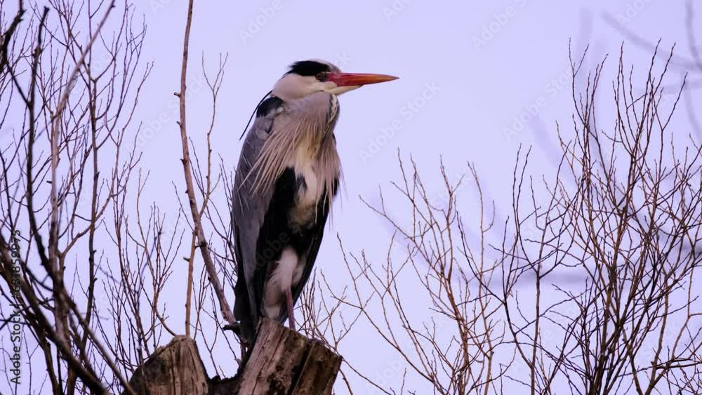 Ardeapurpurea Purple heron massive long legged wading bird with long Ardeapurpurea Purple heron massive long legged wading bird with long