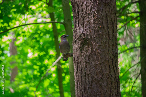 A small pretty bird on a branch in the woods