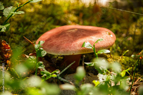 A beautiful mushroom with pretty lighting