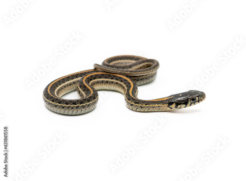 Plains Garter Snake Isolated on White