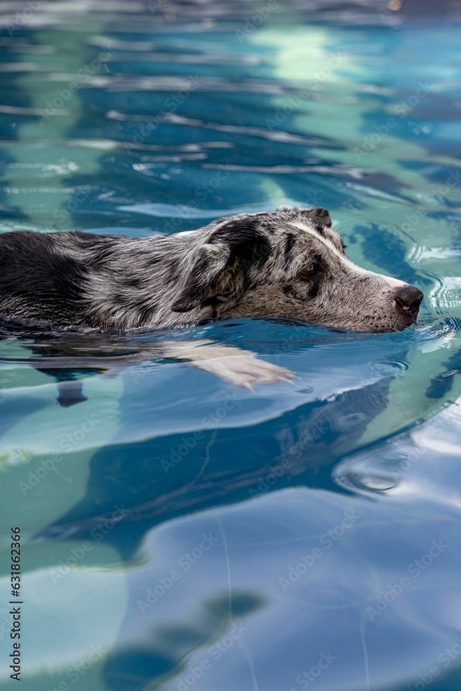 Fototapeta premium Adorable black and white Border Collie swimming in a sunlit pool