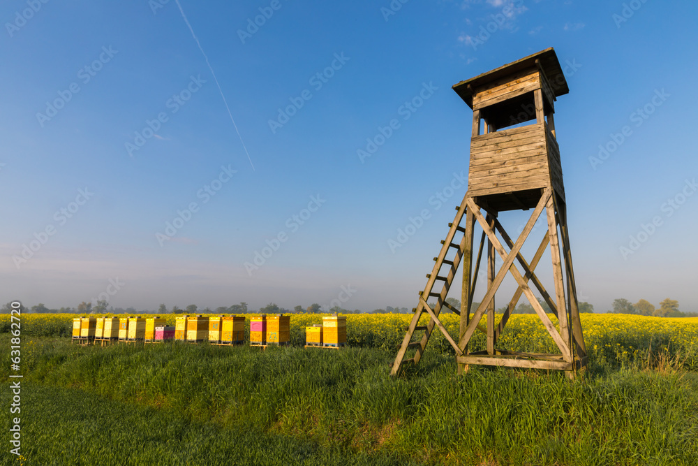 A hunting ambush next to a bee apiary with a blooming rapeseed field in the background.