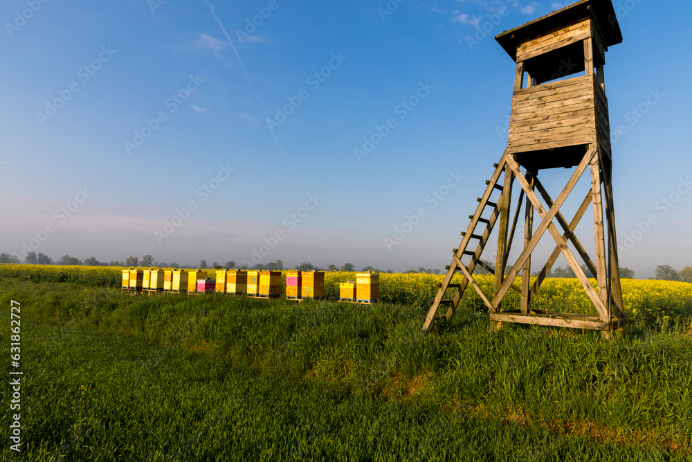 A hunting ambush next to a bee apiary with a blooming rapeseed field in the background. A hunting ambush next to a bee apiary with a blooming rapeseed field in the background.