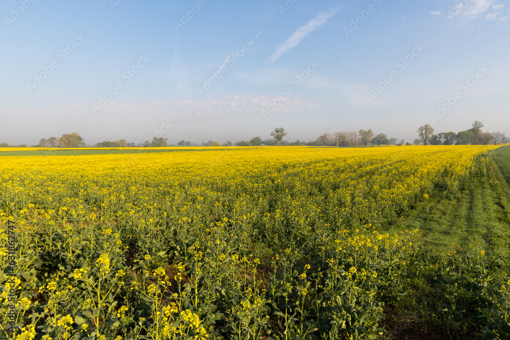 Obraz premium A field of blooming rapeseed in the glow of the rising sun.