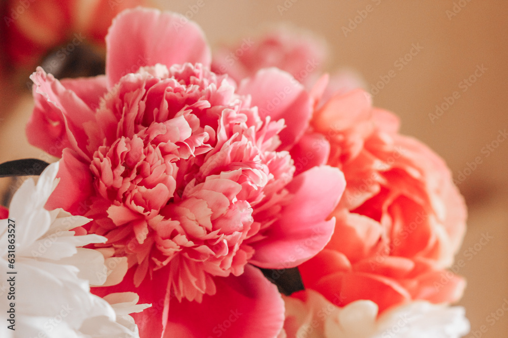 Beckground beautiful bright pink peonie Beckground beautiful bright pink peonie