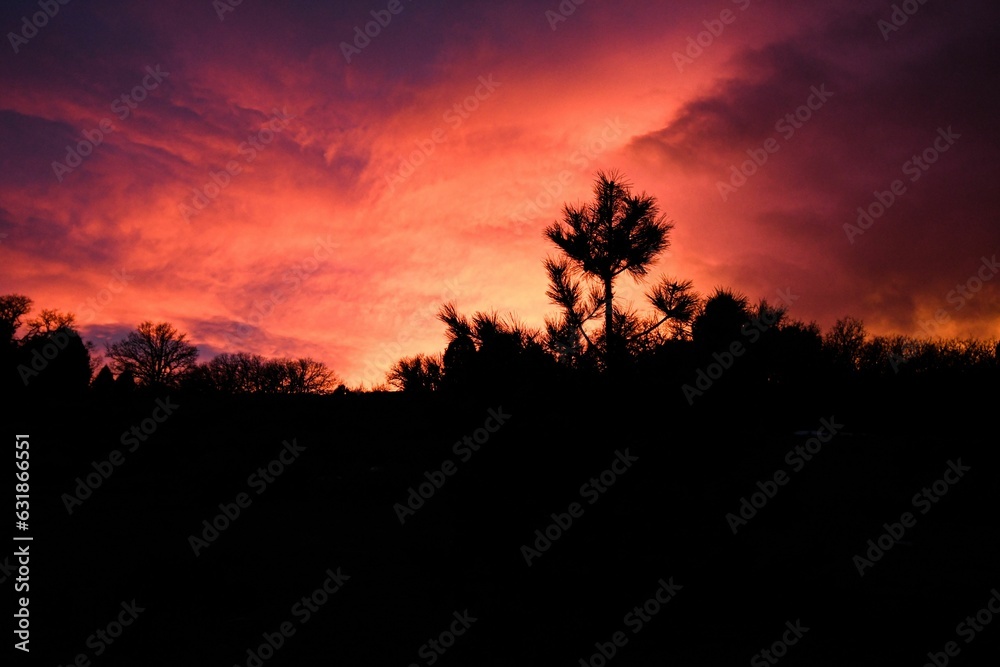 Landscape of tree silhouettes during the sunset in Littleton, Colorado