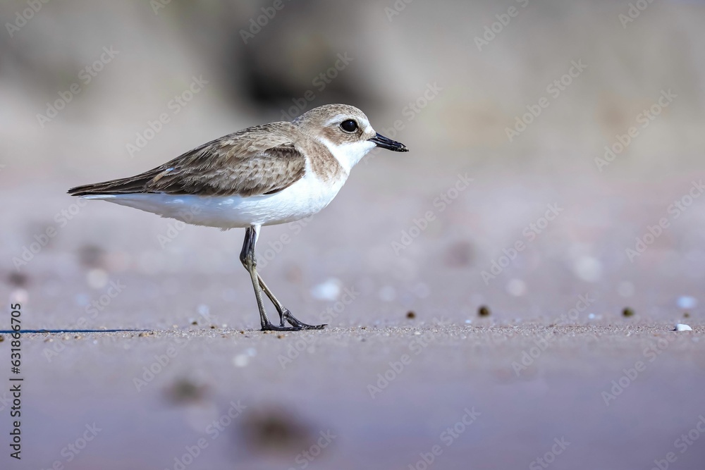 Closeup of a small Plover on the sandy ground on a sunny day Closeup of a small Plover on the sandy ground on a sunny day