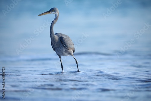 Gray heron standing in beach