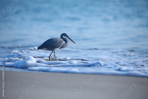 Grey heron walking on the sandy beach with foamy waves