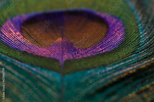 Closeup shot of a vibrant peacock feather. © Sunanda/Wirestock Creators