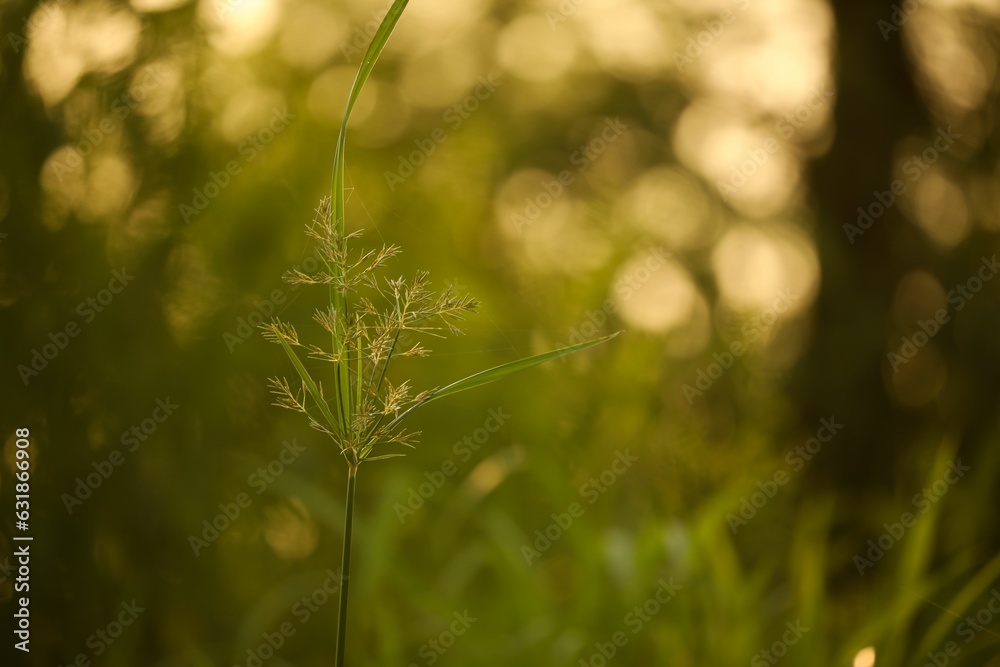 Green grassy area illuminated by the warm light of the sun behind a tall leafy plant