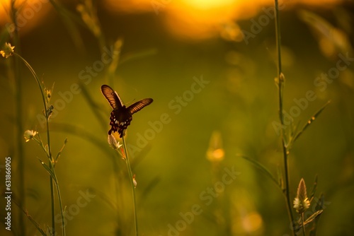 Vibrant butterfly on a lush green plant in a sun-drenched field © Sunanda/Wirestock Creators